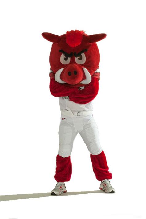 A Day in the Life of an Arkansas Razorback Live Mascot